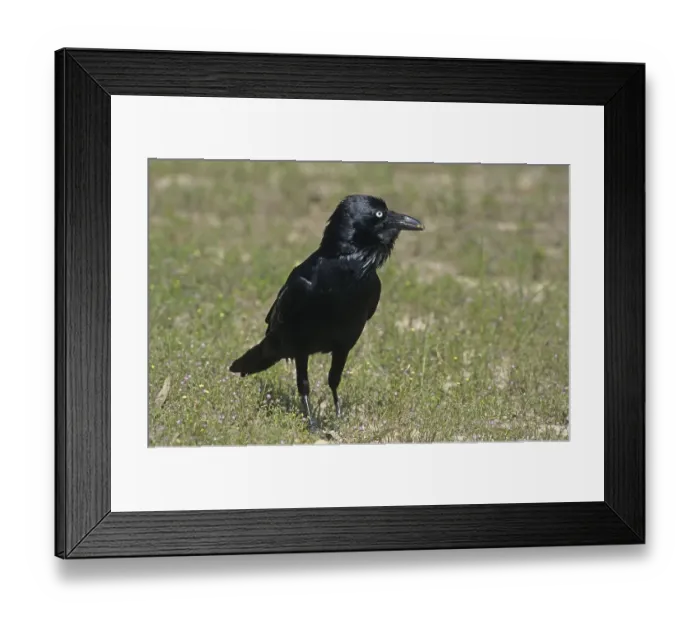 Framed Print : Australian Raven (Corvus coronoides) standing on ground