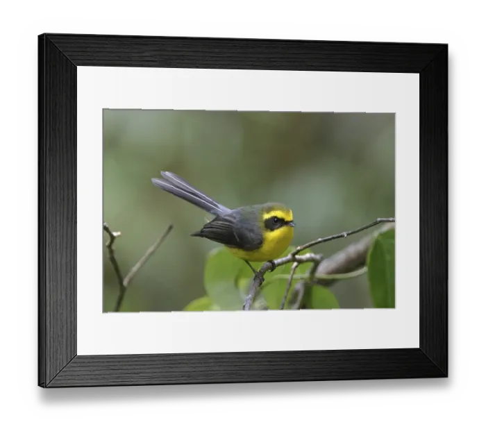 Framed Print : Yellow-bellied Fantail (Rhipidura hypoxantha) adult perched Framed Print : Yellow-bellied Fantail (Rhipidura hypoxantha) adult perched