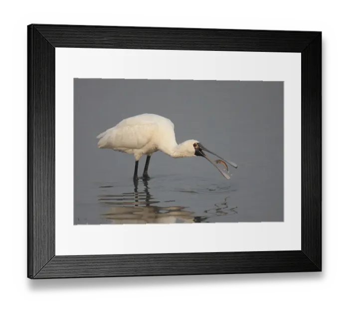 Framed Print : Black-faced Spoonbill (Platalea minor)