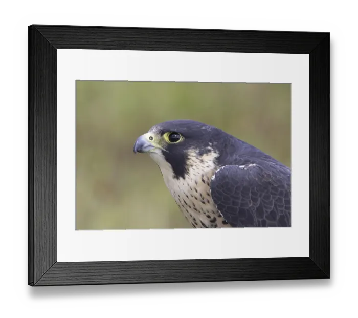 Framed Print : Peregrine Falcon (Falco peregrinus) Framed Print : Peregrine Falcon (Falco peregrinus)