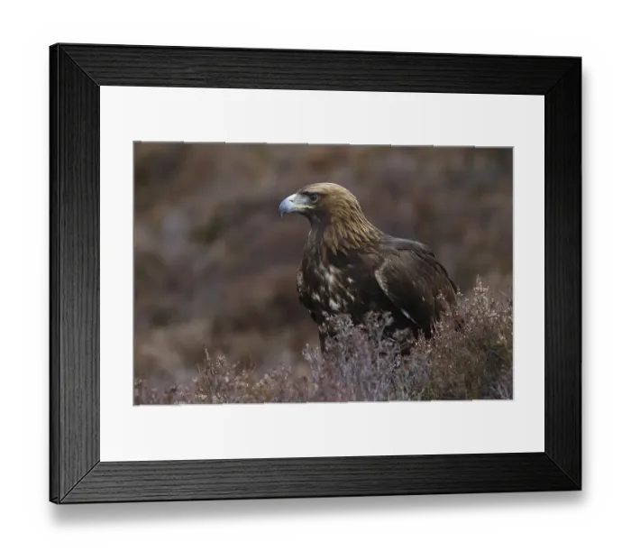 Framed Print : Golden Eagle (Aquila chrysaetos) Framed Print : Golden Eagle (Aquila chrysaetos)