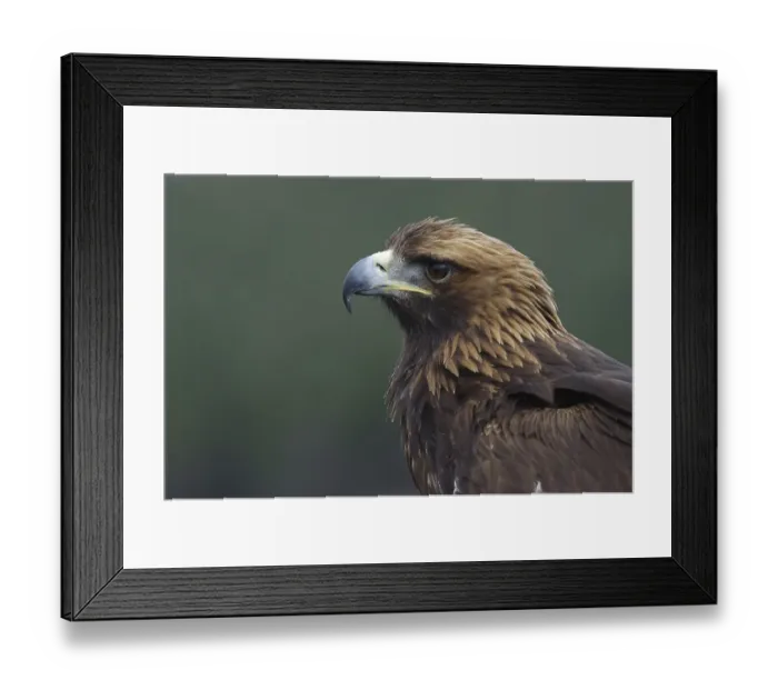 Framed Print : Golden Eagle (Aquila chrysaetos) Framed Print : Golden Eagle (Aquila chrysaetos)