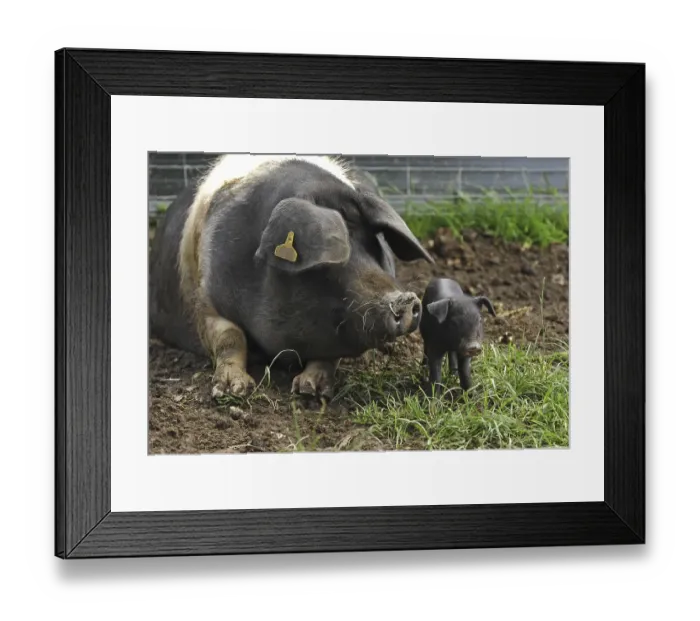 Framed Print : Domestic Pig (Sus scrofa domestica)