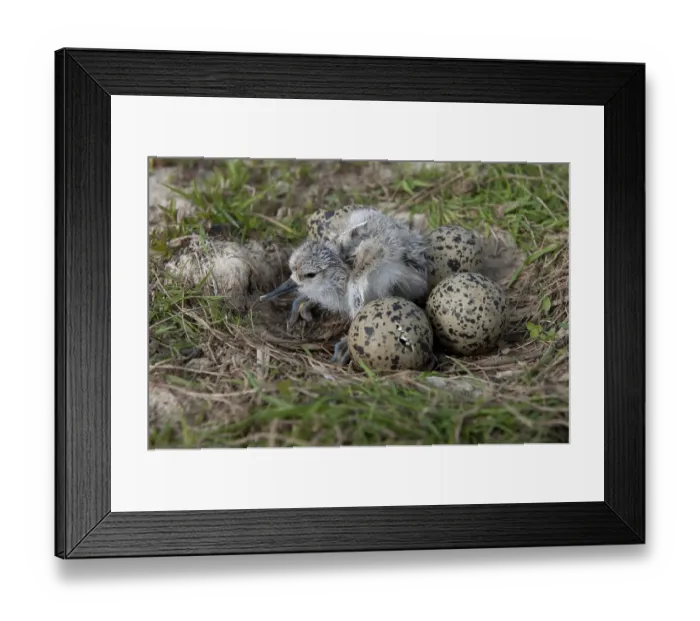 Framed Print : Eurasian Avocet (Recurvirostra avosetta) Framed Print : Eurasian Avocet (Recurvirostra avosetta)