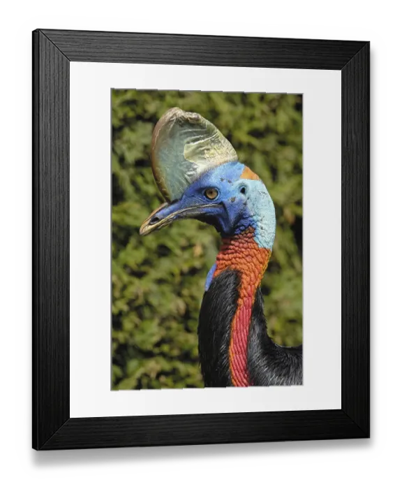 Framed Print : Cassowary, Casuarius casuarius Framed Print : Cassowary, Casuarius casuarius