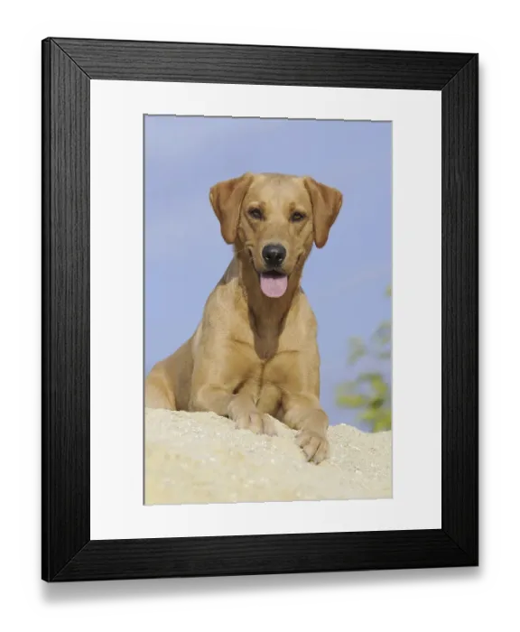 Framed Print : Labrador Retriever dog, bitch, lying on a sand dune
