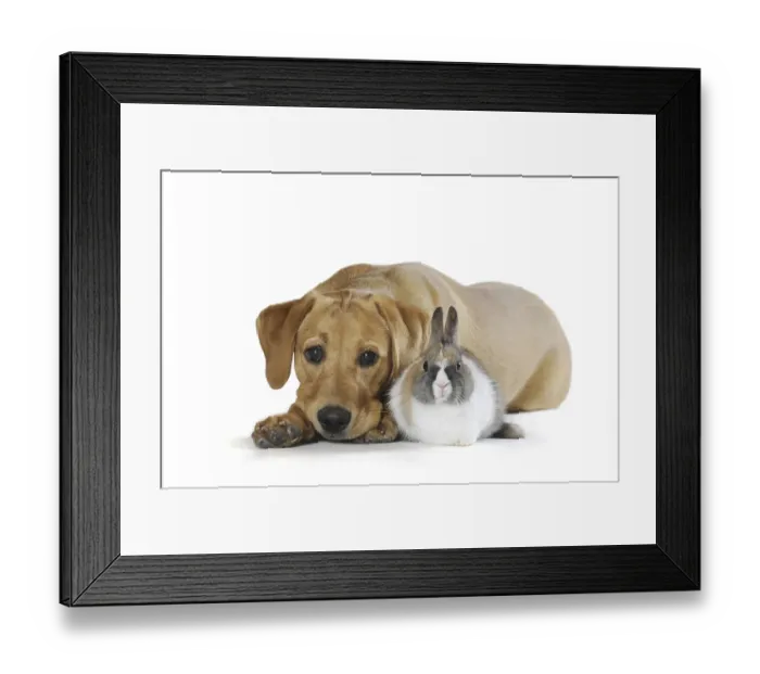 Framed Print : Labrador Retriever puppy, yellow coloured Framed Print : Labrador Retriever puppy, yellow coloured