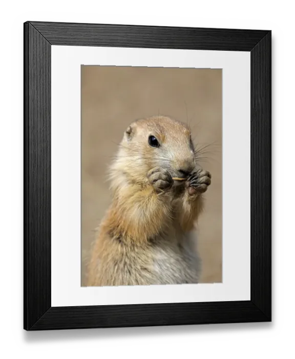 Framed Print : Black-tailed Prairie Dog (Cynomys ludovicianus)