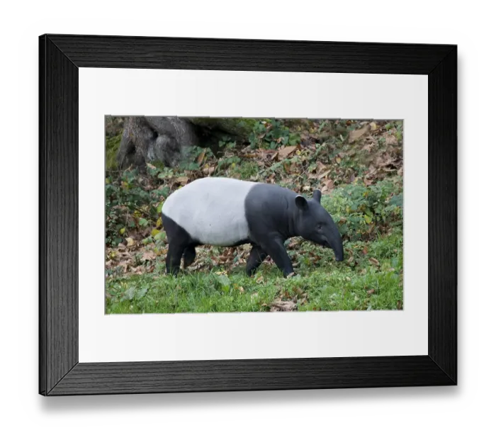 Framed Print : Malayan Tapir (tapirus indicus), Adult