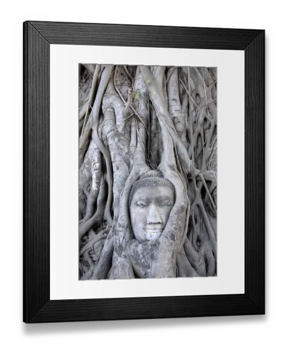 Framed Print : Buddha head entwined by the root system of a fig tree Ficus religiosa Wat Mahathat Ayutthaya Thailand