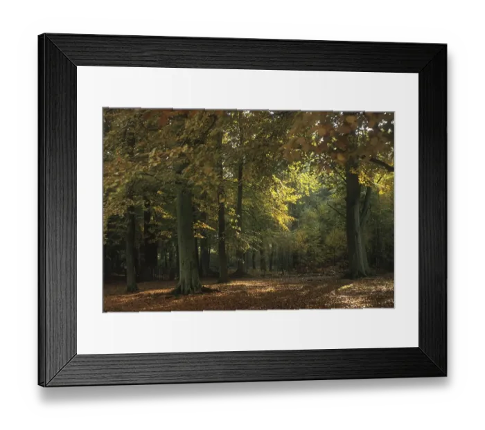 Framed Print : Beech trees (Fagus sylvatica), autumn colours Framed Print : Beech trees (Fagus sylvatica), autumn colours
