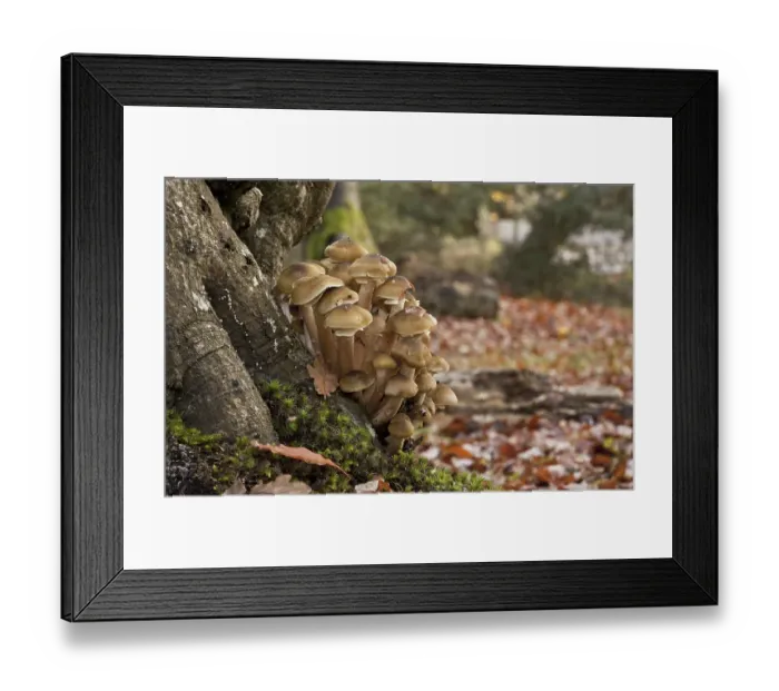 Framed Print : Honey Fungus (Armillaria mellea) fruiting bodies