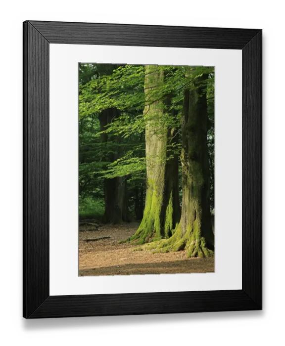 Framed Print : Mossy trunks of old Beech (Fagus) trees Framed Print : Mossy trunks of old Beech (Fagus) trees