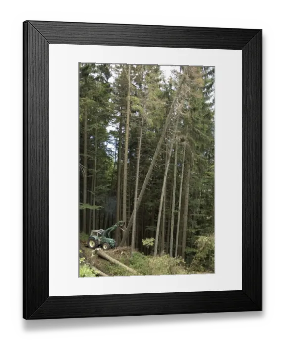 Framed Print : Logger woodcutter working in the Forest with a tractor helping pushing the trees Framed Print : Logger woodcutter working in the Forest with a tractor helping pushing the trees