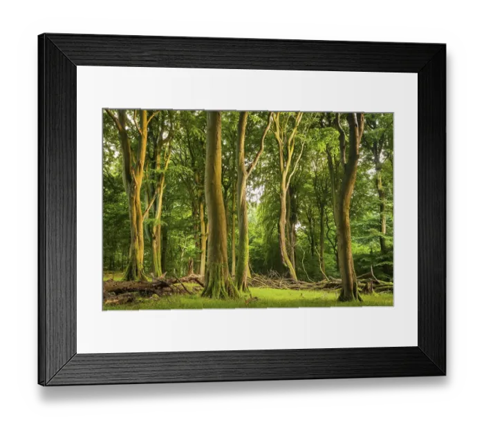 Framed Print : Old beech forest, beech forest with dead wood Framed Print : Old beech forest, beech forest with dead wood