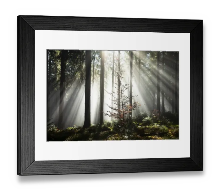 Framed Print : Rays of sunlight shining through trees in fog Framed Print : Rays of sunlight shining through trees in fog
