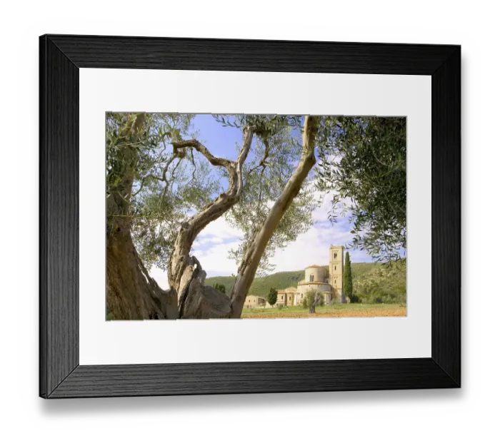 Framed Print : Olive tree with Abbazia di Sant Antimo in the background Framed Print : Olive tree with Abbazia di Sant Antimo in the background