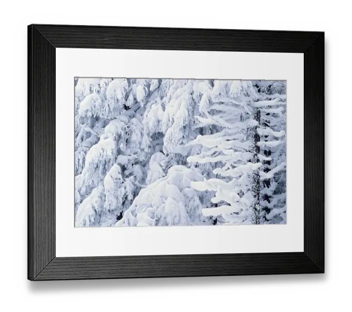 Framed Print : Snowy fir branches
