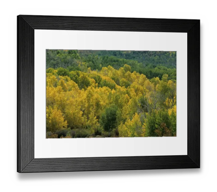 Framed Print : USA Utah Wasatch Range Fishlake Area aspens autumn