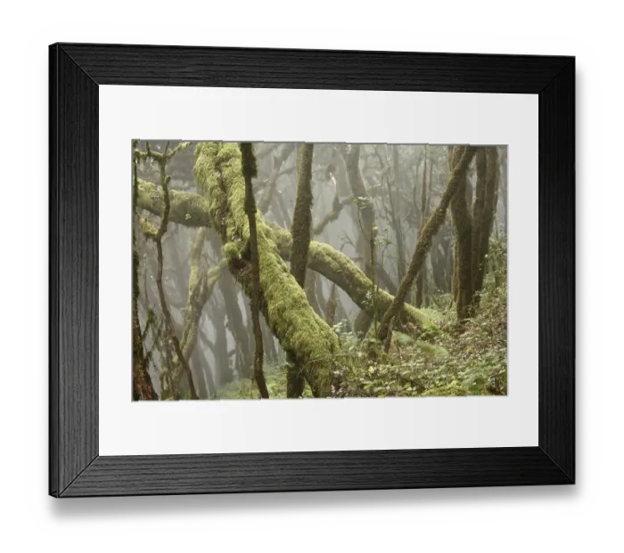 Framed Print : Garajonay National Park, laurel forest Framed Print : Garajonay National Park, laurel forest