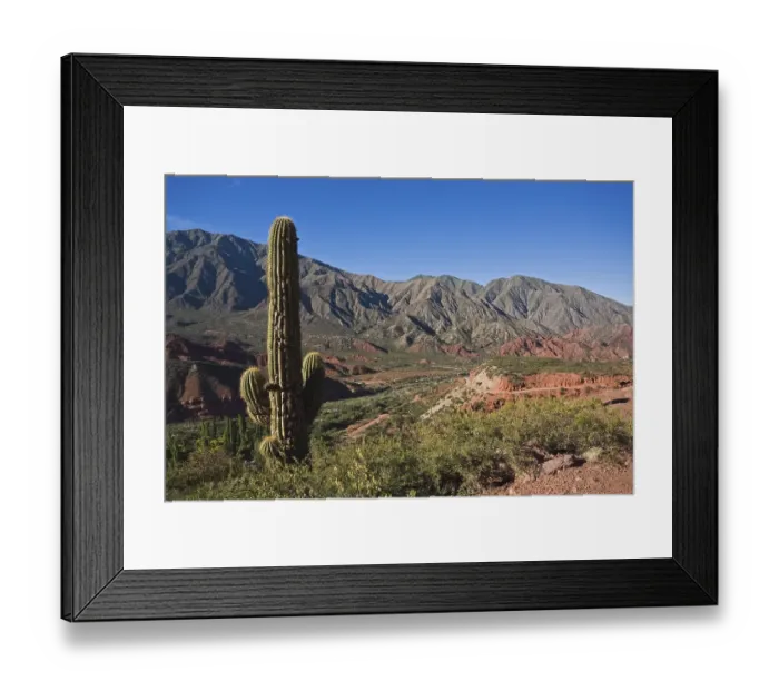 Framed Print : Cactus in the landscape of Cuesta de Miranda with the road Ruta 40