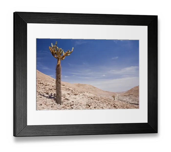 Framed Print : Bleaker mountainside with cactus Framed Print : Bleaker mountainside with cactus