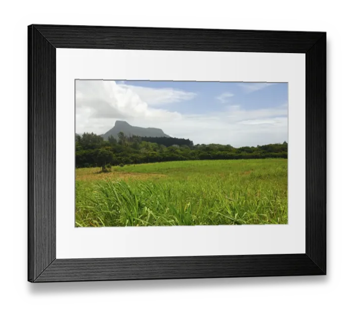 Framed Print : Landscape with sugar cane field, Mauritius, Africa Framed Print : Landscape with sugar cane field, Mauritius, Africa