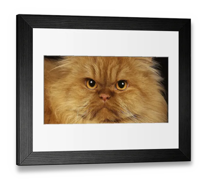 Framed Print : Red Self Persian Domestic Cat laying against Black Background Framed Print : Red Self Persian Domestic Cat laying against Black Background