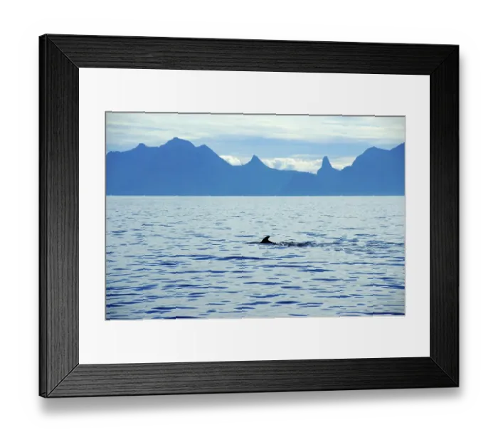 Framed Print : Fin of a grindwale Globicephala melas Lofoten Norway