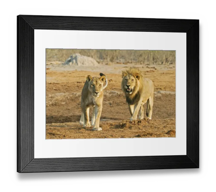 Framed Print : Male lion with lioness (Panthera leo) Framed Print : Male lion with lioness (Panthera leo)