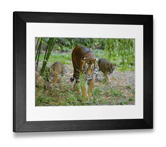 Framed Print : Sumatran Tiger (Panthera tigris sumatrae) Framed Print : Sumatran Tiger (Panthera tigris sumatrae)
