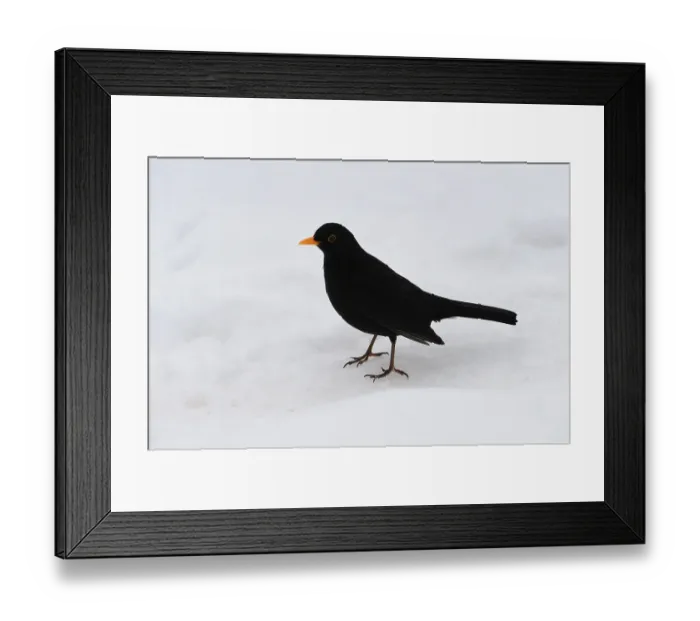 Framed Print : Blackbird (Turdus merula in) in the snow Framed Print : Blackbird (Turdus merula in) in the snow