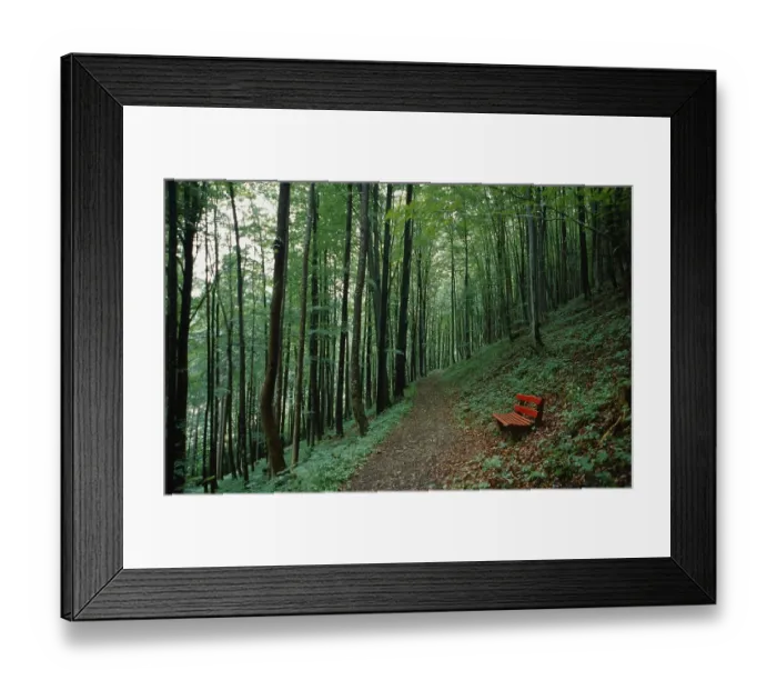 Framed Print : Red bench next to a forest path in a summer green beech forest Framed Print : Red bench next to a forest path in a summer green beech forest