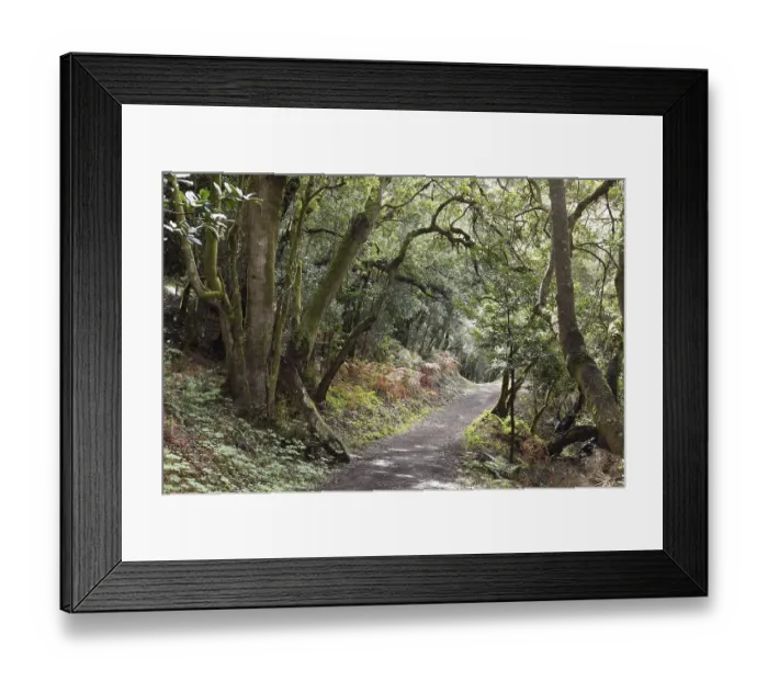 Framed Print : Path in a laurel forest, Garajonay National Park