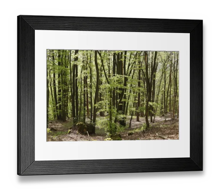Framed Print : Beech forest in spring, Franconian Switzerland Framed Print : Beech forest in spring, Franconian Switzerland