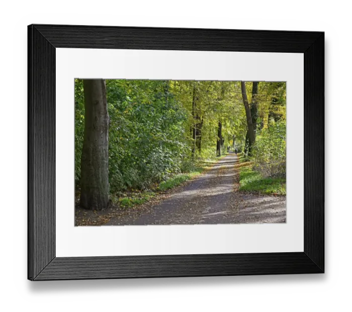 Framed Print : Autumn deciduous trees in the Eilenriede city forest