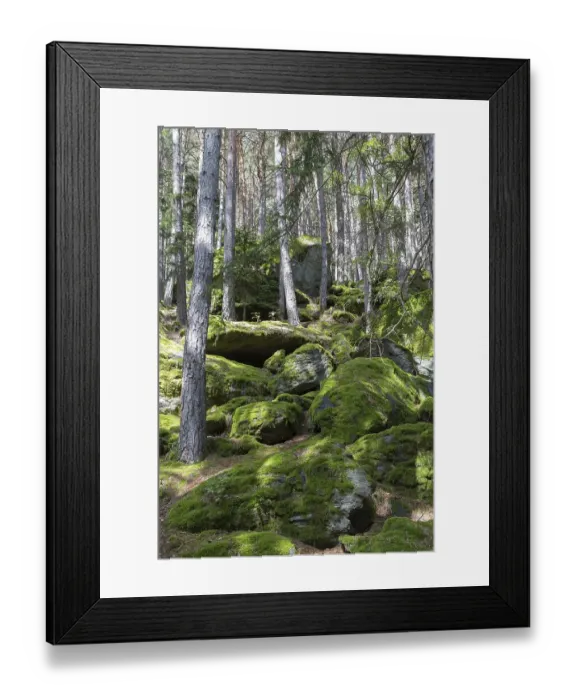 Framed Print : Moss-covered rocks in forest, Sand in Taufers