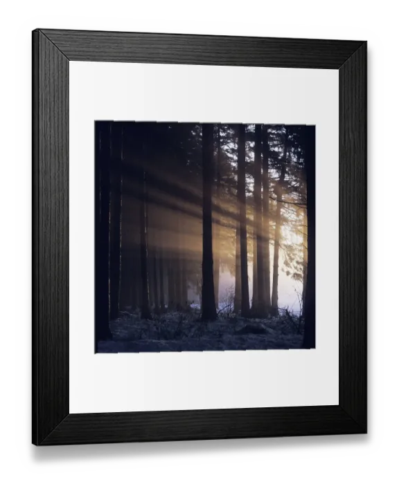Framed Print : Sunbeam in misty spruce forest Germany Framed Print : Sunbeam in misty spruce forest Germany