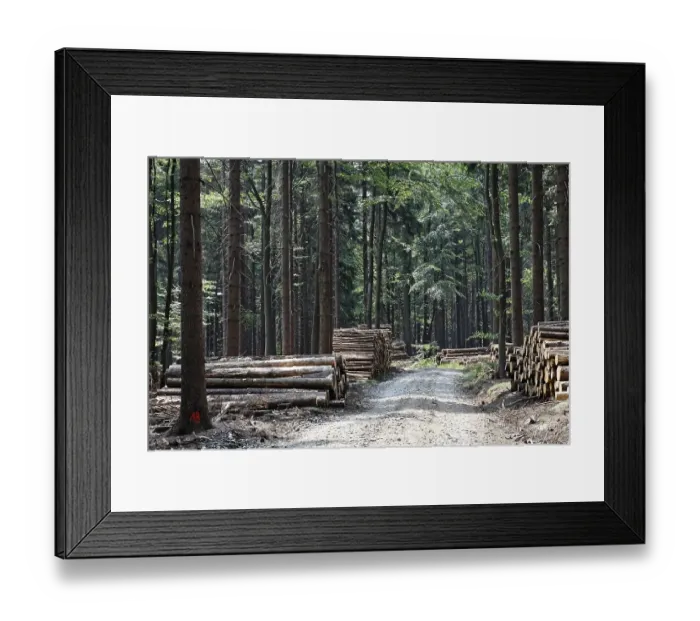 Framed Print : Track in spruce forest Tiefenbach Framed Print : Track in spruce forest Tiefenbach