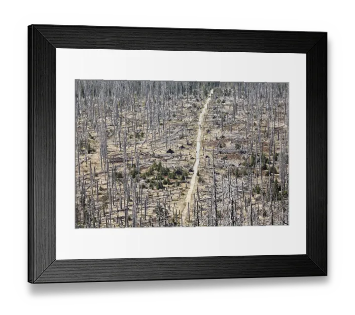 Framed Print : Forest with dead spruces, nature trail