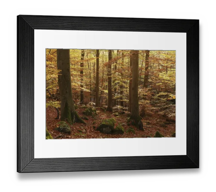 Framed Print : Beech forest, Rhoen, Franconia