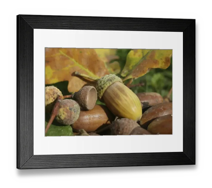 Framed Print : Fall forest floor: Acorns and oak leaves (Quercus robur)