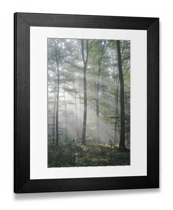 Framed Print : Sunbeams are crossing sideways in the foggy beech forest