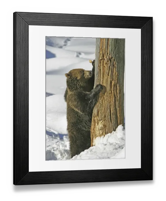 Framed Print : Brown bear (Ursus arctos) is standing in front of a dead trunk to wheat his claws