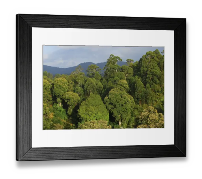 Framed Print : Jungle in the Usambara Mountains, Tanzania, Africa
