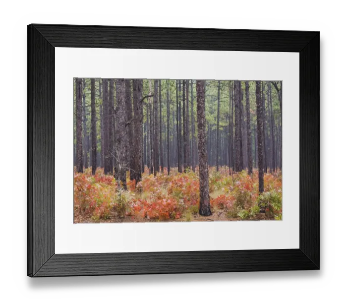 Framed Print : Scarlet Oak (Quercus coccinea) and Longleaf Pine (Pinus palustris)
