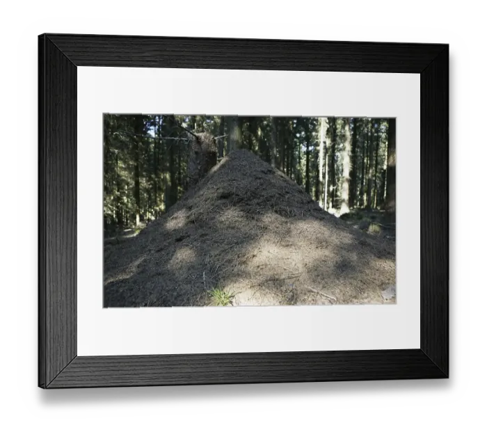 Framed Print : Anthill in the woods, Siebengebirge range near Bad Honnef
