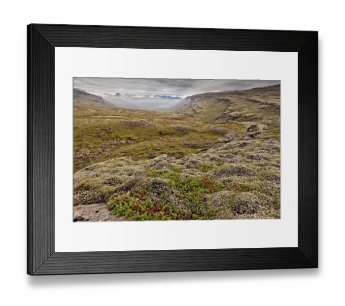 Framed Print : Mossy landscape on the coast, east Iceland