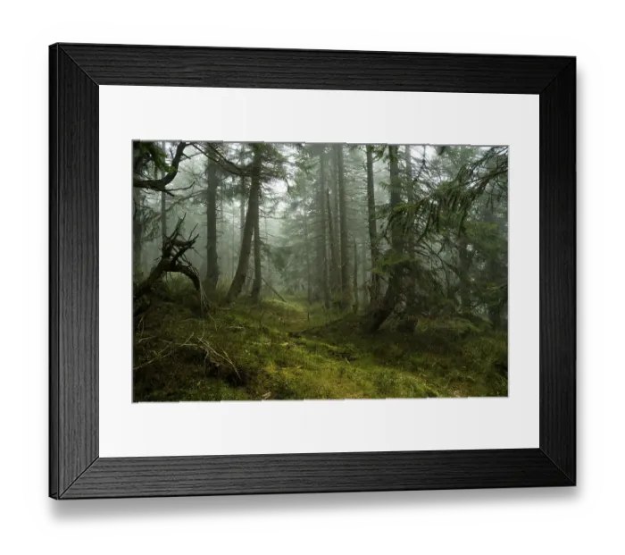 Framed Print : Mystical mountain spruce forest with fog in the Giant Mountains 12