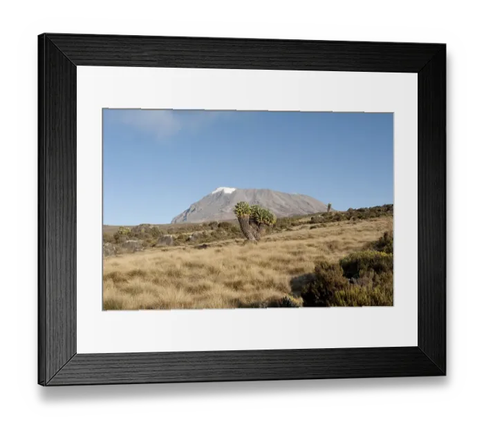 Framed Print : Giant Groundsel (Dendrosenecio kilimanjari)